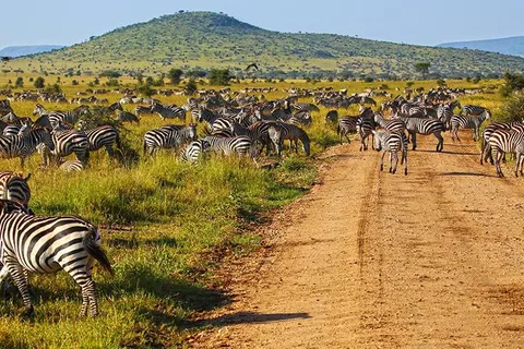 13 daagse safari Ritme van Serengeti & Zanzibar foto 5