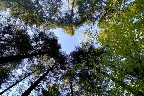 Camping La Forêt foto 8