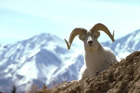 Grand Alaska Tour foto 5