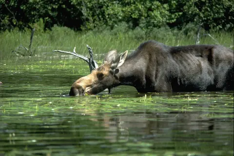 Great Parks of the East foto 8