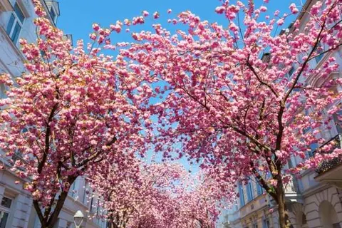 AMERON Bonn Hotel Königshof foto 18