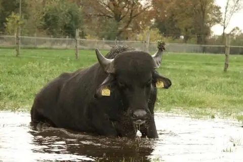 Vodatent Camping de Waterbuffelfarm in Oldemarkt — foto 7