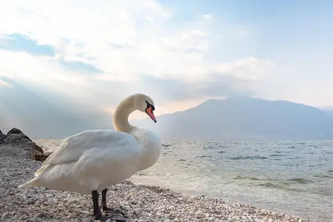 Camping Romantica A Lago in Manerba del Garda — foto 9