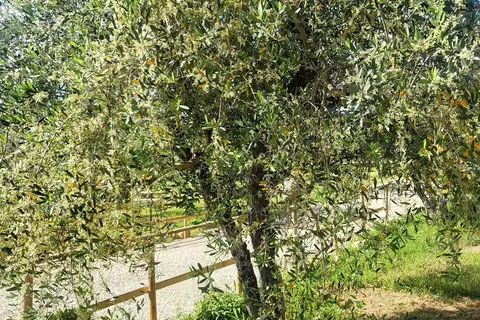 Camping Viovillas Country House Arezzo in Arezzo — foto 11