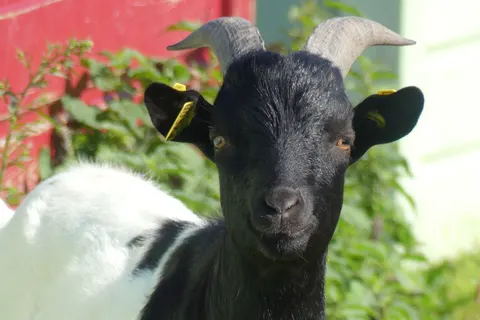 Camping Le Cormoran foto 11