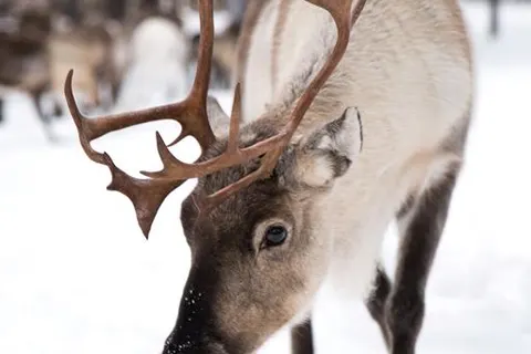 Kelo Star Cabins foto 2