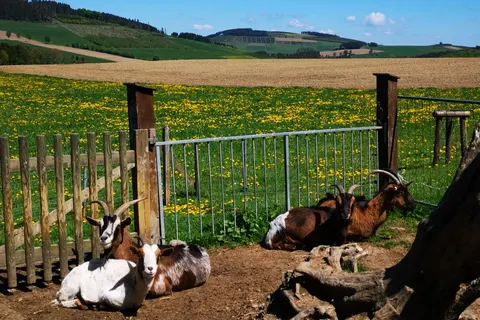 Landgasthof Wüllner foto 4