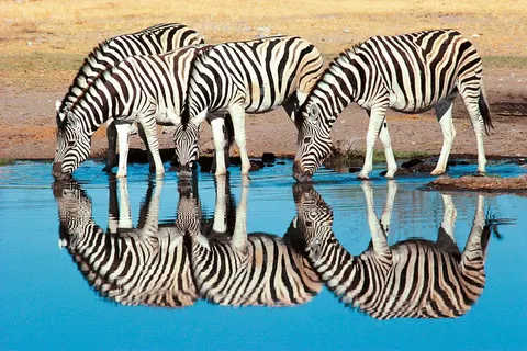 13 daagse safari The Mombasa Rendez Vous foto 3