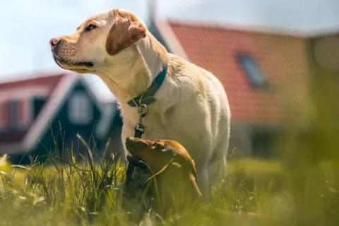 Vakantiepark De Beemster foto 17