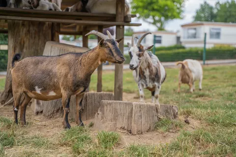 Camping Hohenbusch foto 4