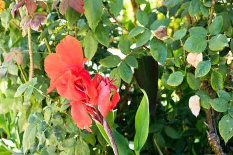 Flor da Laranja in Albufeira — foto 29