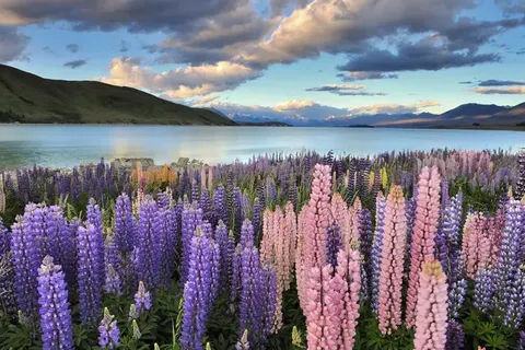 A Journey through the national parks of New Zealand in Christchurch — foto 6