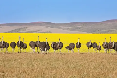 Pragtig Suid-Afrika foto 14