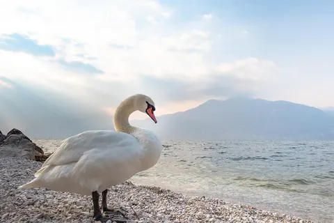 Camping Romantica A Lago foto 6