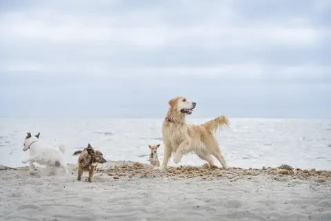 Camping S Ena Arrubia foto 4