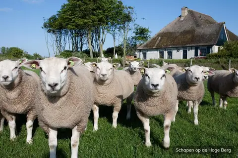 De Krim in De Cocksdorp — foto 31