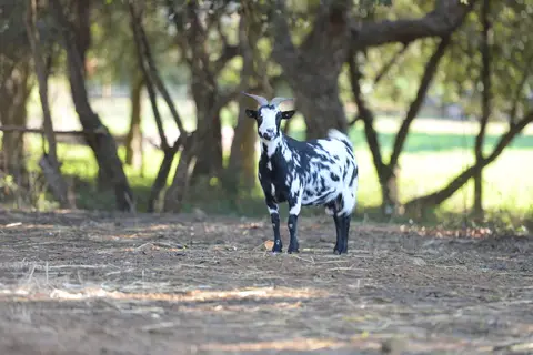 Quinta da Samoqueirinha in Odemira — foto 25
