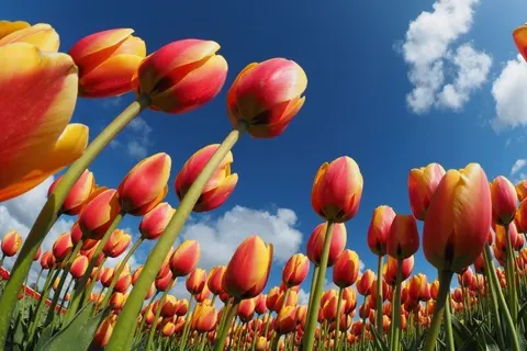 Duincamping De Lepelaar foto 22