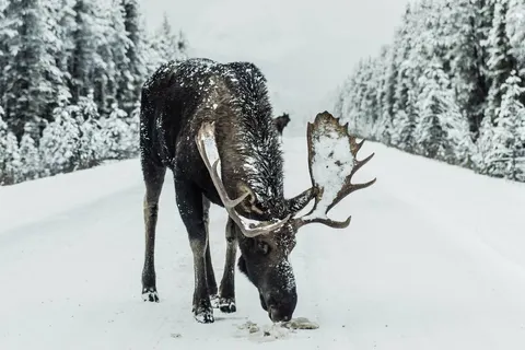 A Winter Adventure in Jasper foto 5