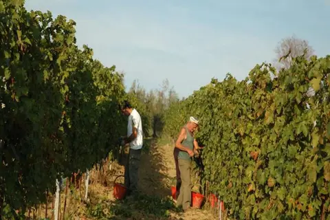 Tenuta Moriano in Montespertoli — foto 21