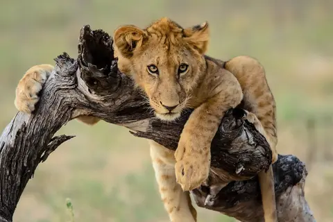 Geheime Schatten van Tanzania in Tanzania — foto 12