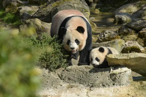 Camping Le Parc De Fierbois foto 26
