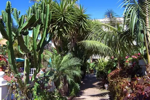 Don Manolito in Puerto De La Cruz — foto 29
