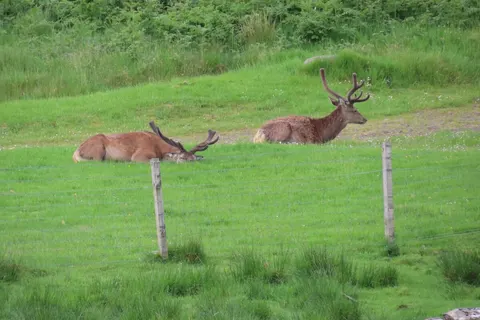 Camping Montard foto 14