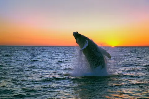 Whales, Bears and Vancouver Island in Ottawa