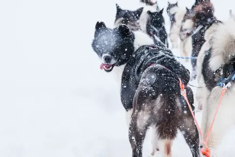 Spot Polar Bears in Spitsbergen foto 7