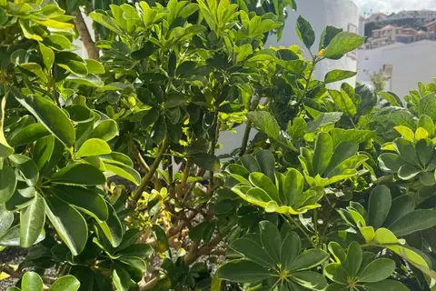 Hotel Malibu Park in Adeje — foto 14