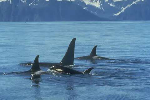 Rocky Mountain Rail Tour foto 15