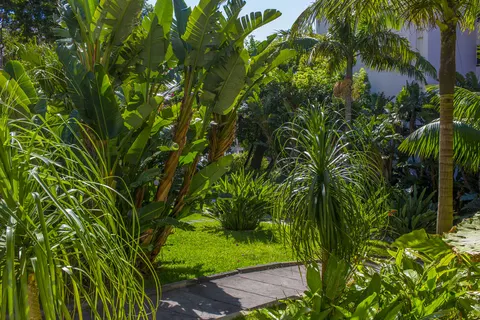 Dorisol Buganvilia in Funchal — foto 14