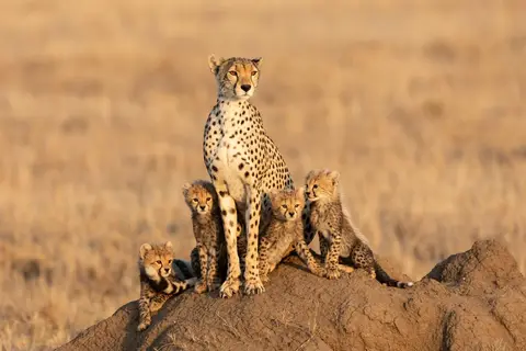 Tanzania op het gemak in Tanzania, foto 10