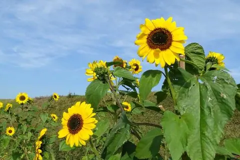 Hotel Café Restaurant De Kroon foto 25