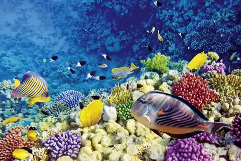 Malahini Kuda Bandos in Kuda Bandos — foto 9