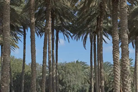 Desert Islands Resort & Spa by Anantara in صير بني ياس — foto 24