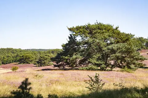 Brunssummerheide in Brunssum — foto 23