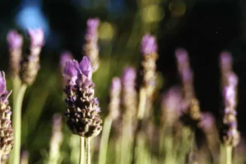 Cocoon Hotel Belair foto 25