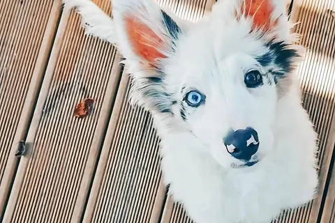 Duca Amedeo Camping Village foto 26