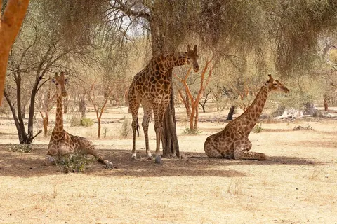 Rondreis Avontuurlijk Gambia & Senegal in Sneek — foto 4