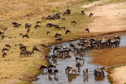 13 daagse safari Ritme van Serengeti & Zanzibar foto 1