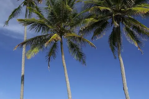 The Palms Zanzibar in Dongwe — foto 4