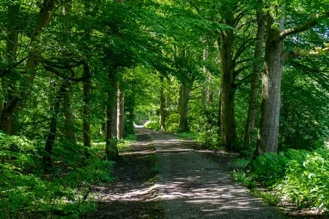 EuroParcs Het Amsterdamse Bos in Amstelveen — foto 21