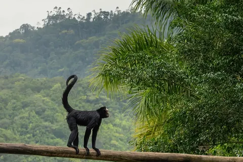 Rondreis Tropisch Brazilië in Rondreizen — foto 12