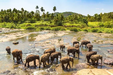 Rondreis Hoogtepunten van Sri Lanka in Rondreizen Sri Lanka — foto 22