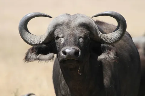 Explore the Great Nature of Kenya foto 3