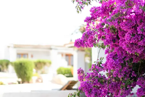 Petunia Ibiza in Sant Josep de sa Talaia, foto 17