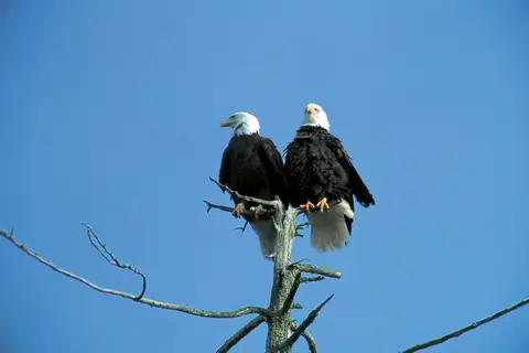 Alaska & Yukon Highlights in Alaska — foto 3