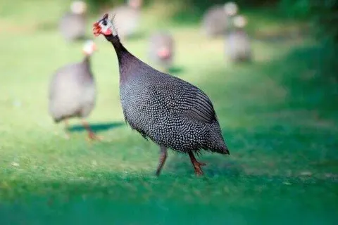 Hotel Woudschoten foto 20